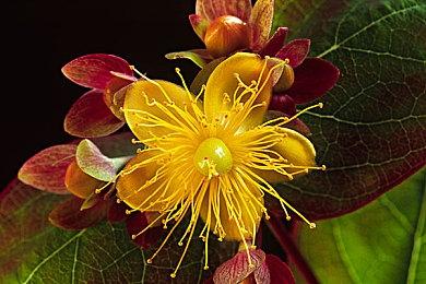 《暗黑破坏神4》第三赛季宠物确认将无法定制外观